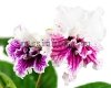 Streptocarpus PINK PRINCESS 